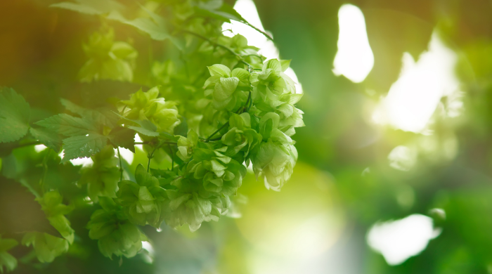 hop-cones-on-bush-green-blurred-natural-background-XSUNXGU